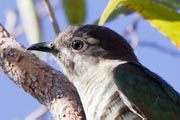 Little Bronze-Cuckoo (Chalcites minutillus)
